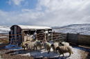 Winter farming in Swaledale